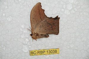  ( - BC-RBP-13038)  @11 [ ] copyright (2025) Ron Brechlin Research Collection of Ron Brechlin