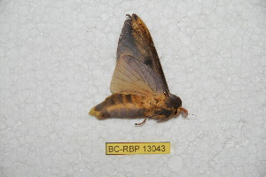  ( - BC-RBP-13043)  @11 [ ] copyright (2025) Ron Brechlin Research Collection of Ron Brechlin