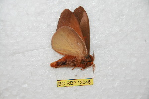  ( - BC-RBP-13046)  @11 [ ] copyright (2025) Ron Brechlin Research Collection of Ron Brechlin