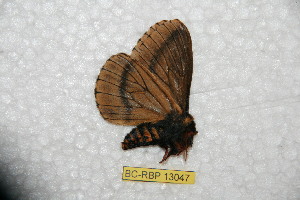  ( - BC-RBP-13047)  @11 [ ] copyright (2025) Ron Brechlin Research Collection of Ron Brechlin