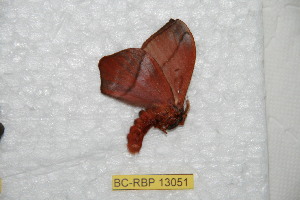  ( - BC-RBP-13051)  @11 [ ] copyright (2025) Ron Brechlin Research Collection of Ron Brechlin