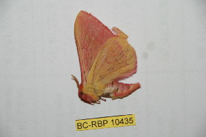  (Hirpida levomaranensis - BC-RBP 10435)  @12 [ ] Copyright (2017) Ron Brechlin Research Collection of Ron Brechlin