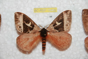  ( - BC-RBP 10469)  @11 [ ] Copyright (2017) Ron Brechlin Research Collection of Ron Brechlin