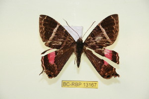  (Homidiana westwoodi - BC-RBP-13167)  @11 [ ] copyright (2025) Ron Brechlin Research Collection of Ron Brechlin