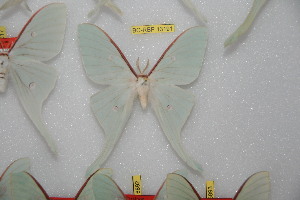  ( - BC-RBP-13191)  @11 [ ] copyright (2025) Ron Brechlin Research Collection of Ron Brechlin