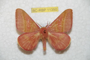  (Hirpida altojunensis - BC-RBP 11350)  @11 [ ] Copyright (2019) Ron Brechlin Research Collection of Ron Brechlin