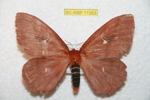  (Cerodirphia timoi - BC-RBP 11353)  @11 [ ] Copyright (2019) Ron Brechlin Research Collection of Ron Brechlin