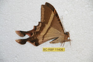  ( - BC-RBP 11406)  @11 [ ] Copyright (2019) Ron Brechlin Research Collection of Ron Brechlin