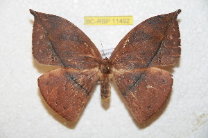  ( - BC-RBP 11492)  @11 [ ] Copyright (2019) Ron Brechlin Research Collection of Ron Brechlin