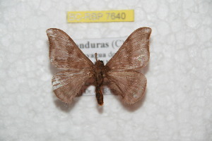  ( - BC-RBP 7640)  @13 [ ] Copyright (2013) Ron Brechlin coll. Ron Brechlin, Pasewalk