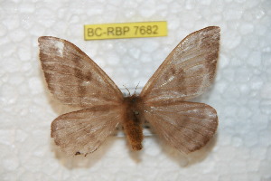  ( - BC-RBP 7682)  @13 [ ] Copyright (2013) Ron Brechlin coll. Ron Brechlin, Pasewalk