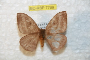  ( - BC-RBP 7769)  @13 [ ] Copyright (2013) Ron Brechlin coll. Ron Brechlin, Pasewalk