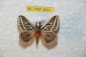  (Eubergia sinjaevorum - BC-RBP 8001)  @13 [ ] Copyright (2013) Ron Brechlin coll. Ron Brechlin, Pasewalk