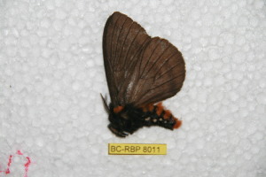  (Pseudodirphia palmarensis - BC-RBP 8011)  @12 [ ] Copyright (2013) Ron Brechlin Research Collection of Ron Brechlin