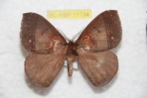  ( - BC-RBP 11734)  @11 [ ] Copyright (2020) Ron Brechlin Research Collection of Ron Brechlin