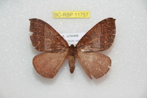  ( - BC-RBP 11757)  @11 [ ] Copyright (2020) Ron Brechlin Research Collection of Ron Brechlin