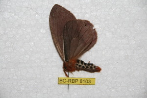  (Cerodirphia speciosa - BC-RBP 8103)  @12 [ ] Copyright (2013) Ron Brechlin Research Collection of Ron Brechlin