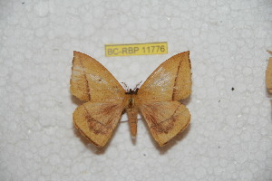  ( - BC-RBP 11776)  @11 [ ] Copyright (2020) Ron Brechlin Research Collection of Ron Brechlin