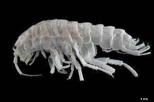  ( - CH733-G04)  @11 [ ] CreativeCommons - Attribution (2018) Humberto Bahena Basave El Colegio de la Frontera Sur, Unidad Chetumal