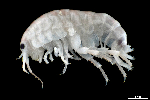  ( - CH733-G05)  @11 [ ] CreativeCommons - Attribution (2018) Humberto Bahena Basave El Colegio de la Frontera Sur, Unidad Chetumal