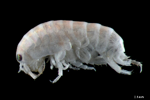  ( - CH733-G07)  @11 [ ] CreativeCommons - Attribution (2018) Humberto Bahena Basave El Colegio de la Frontera Sur, Unidad Chetumal