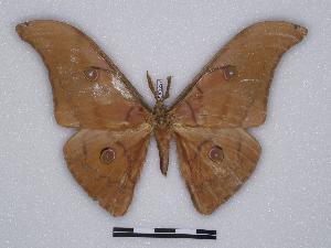  (Antheraea halconensis - BC-SK0227)  @14 [ ] Copyright (2010) Steve Kohll Research Collection of Steve Kohll