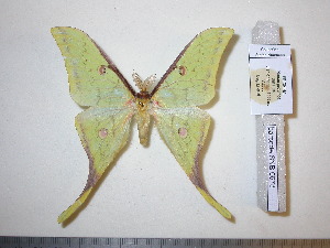  ( - barcode SNB 678)  @14 [ ] Copyright (2010) Stefan Naumann Research Collection of Stefan Naumann