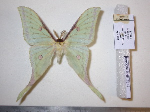  ( - barcode SNB 679)  @14 [ ] Copyright (2010) Stefan Naumann Research Collection of Stefan Naumann