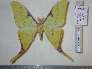  ( - barcode SNB 681)  @14 [ ] Copyright (2010) Stefan Naumann Research Collection of Stefan Naumann