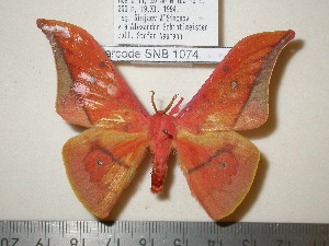  ( - barcode SNB 1074)  @13 [ ] Copyright (2010) Stefan Naumann Research Collection of Stefan Naumann