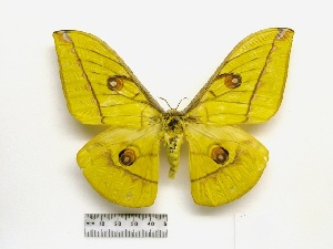  (Antheraea diehli - barcode SNB 1134)  @15 [ ] Copyright (2010) Stefan Naumann Research Collection of Stefan Naumann