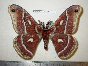  (Hyalophora mexicana - barcode SNB 1686)  @13 [ ] Copyright (2010) Stefan Naumann Research Collection of Stefan Naumann