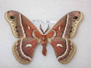 (Hyalophora columbia - barcode SNB 1859)  @13 [ ] Copyright (2010) Stefan Naumann Research Collection of Stefan Naumann