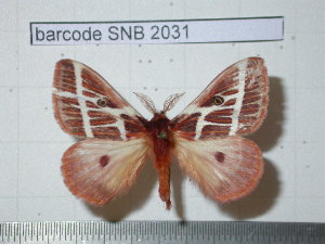  (Eubergia boetifica - barcode SNB 2031)  @14 [ ] Copyright (2010) Stefan Naumann Unspecified