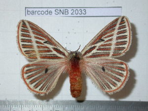  (Eubergia altoparanensis - barcode SNB 2033)  @14 [ ] Copyright (2010) Stefan Naumann Unspecified