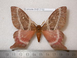  ( - barcode SNB 2162)  @11 [ ] Copyright (2010) Stefan Naumann Research Collection of Stefan Naumann