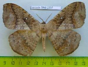  ( - barcode SNB 2337)  @13 [ ] Copyright (2010) Stefan Naumann Research Collection of Stefan Naumann