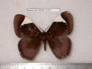  (Melanothrix nymphaliaria albidior - barcode SNB 2390)  @14 [ ] Copyright (2010) Stefan Naumann Research Collection of Stefan Naumann