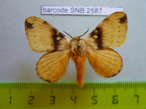  ( - barcode SNB 2587)  @13 [ ] Copyright (2010) Stefan Naumann Research Collection of Stefan Naumann