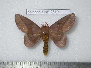  ( - barcode SNB 2819)  @14 [ ] Copyright (2010) Stefan Naumann Research Collection of Stefan Naumann