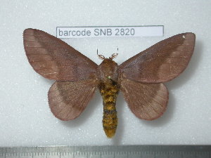  ( - barcode SNB 2820)  @13 [ ] Copyright (2010) Stefan Naumann Research Collection of Stefan Naumann