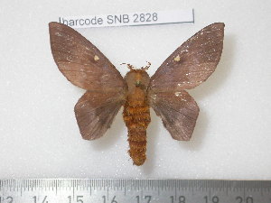  ( - barcode SNB 2828)  @13 [ ] Copyright (2010) Stefan Naumann Research Collection of Stefan Naumann