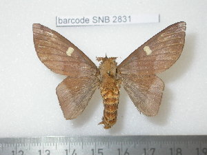  ( - barcode SNB 2831)  @12 [ ] Copyright (2010) Stefan Naumann Research Collection of Stefan Naumann