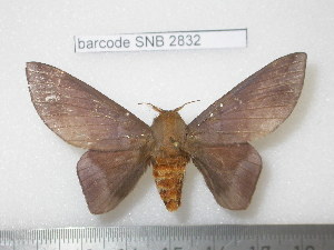  (Ptiloscola wolfei - barcode SNB 2832)  @13 [ ] Copyright (2010) Stefan Naumann Research Collection of Stefan Naumann