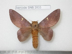  ( - barcode SNB 2833)  @13 [ ] Copyright (2010) Stefan Naumann Research Collection of Stefan Naumann