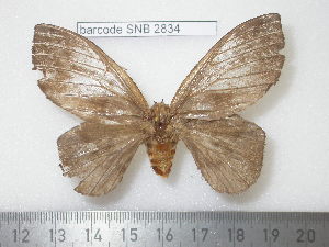  ( - barcode SNB 2834)  @12 [ ] Copyright (2010) Stefan Naumann Research Collection of Stefan Naumann