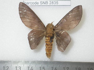  ( - barcode SNB 2835)  @12 [ ] Copyright (2010) Stefan Naumann Research Collection of Stefan Naumann