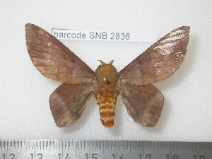  ( - barcode SNB 2836)  @12 [ ] Copyright (2010) Stefan Naumann Research Collection of Stefan Naumann