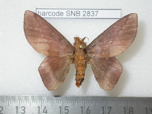  ( - barcode SNB 2837)  @12 [ ] Copyright (2010) Stefan Naumann Research Collection of Stefan Naumann