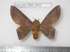  ( - barcode SNB 2840)  @12 [ ] Copyright (2010) Stefan Naumann Research Collection of Stefan Naumann